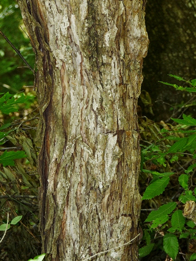 {Prunus americana}